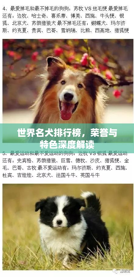 世界名犬排行榜，荣誉与特色深度解读