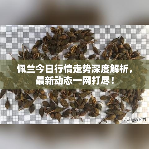 佩兰今日行情走势深度解析，最新动态一网打尽！