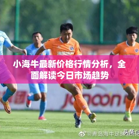 小海牛最新价格行情分析，全面解读今日市场趋势