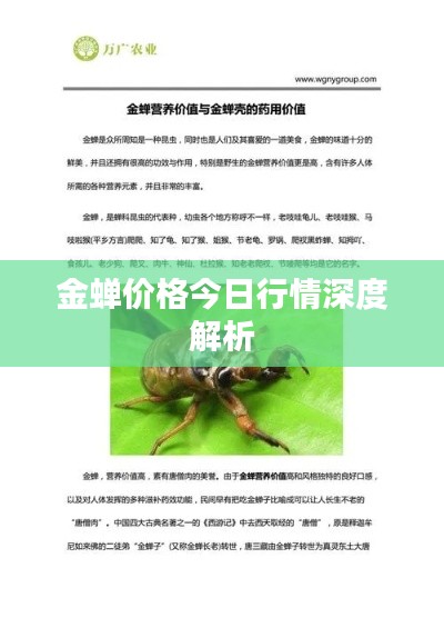 金蝉价格今日行情深度解析