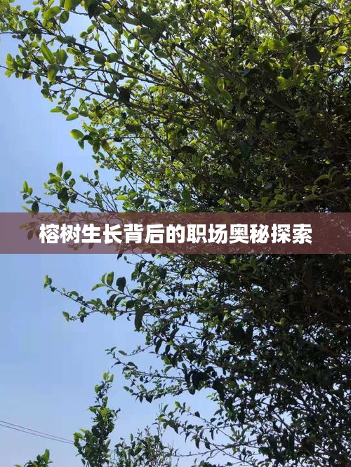 榕树生长背后的职场奥秘探索