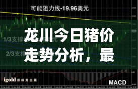 龙川今日猪价走势分析，最新行情解读
